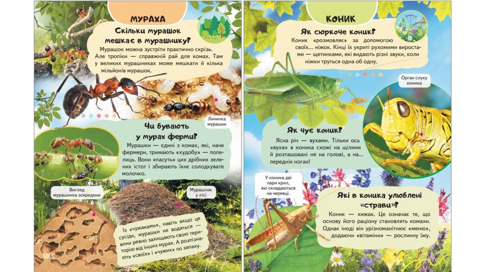 Енциклопедія Комахи та інші. Життя маленьких істот. Фото 2