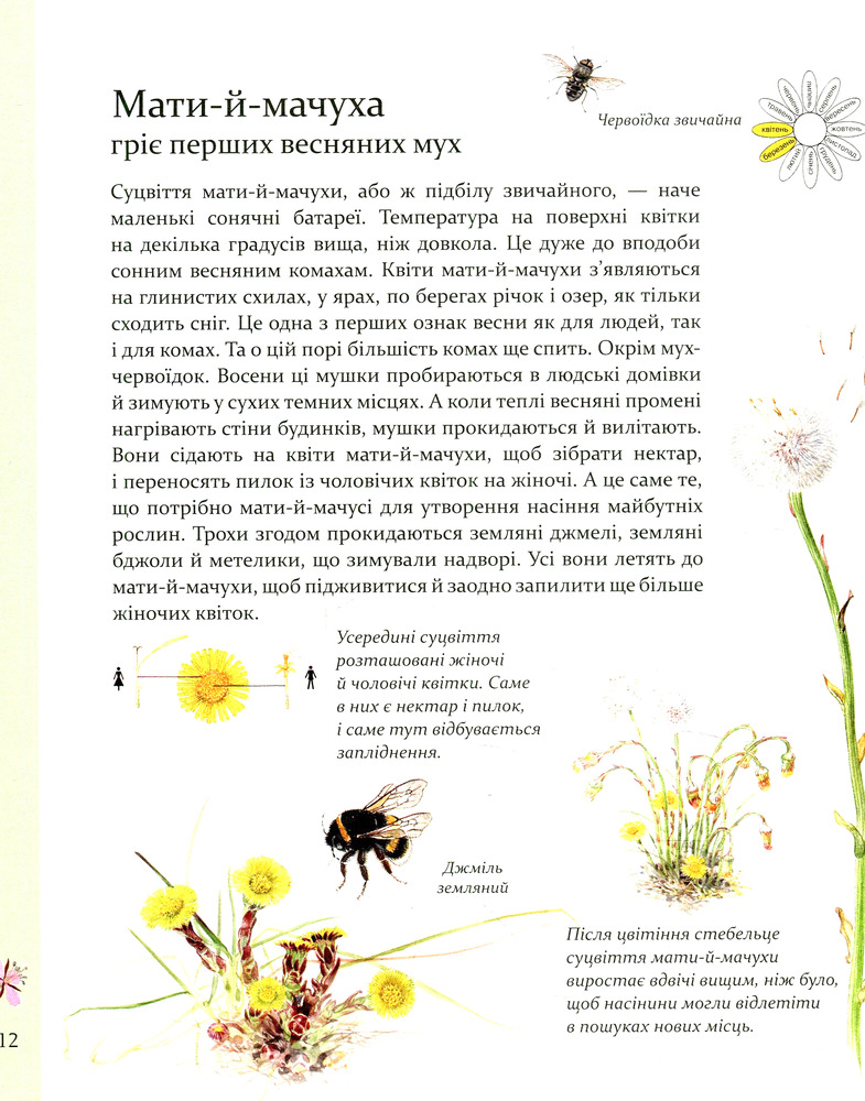 Книга Експедиція з мурахою Софі - Стефан Каста. Фото 17