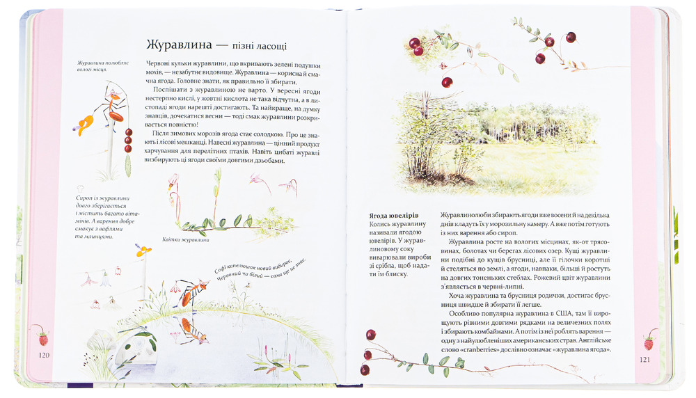 Книга Експедиція з мурахою Софі - Стефан Каста. Фото 8