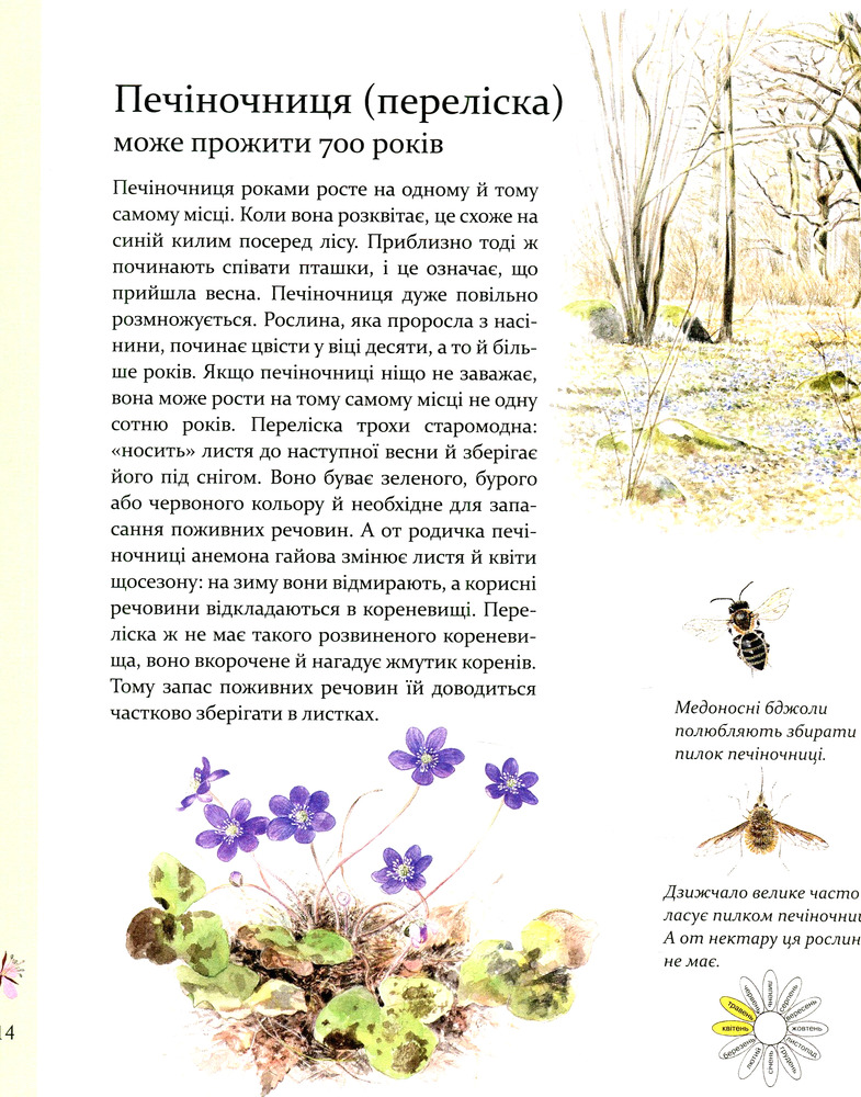 Книга Експедиція з мурахою Софі - Стефан Каста. Фото 19