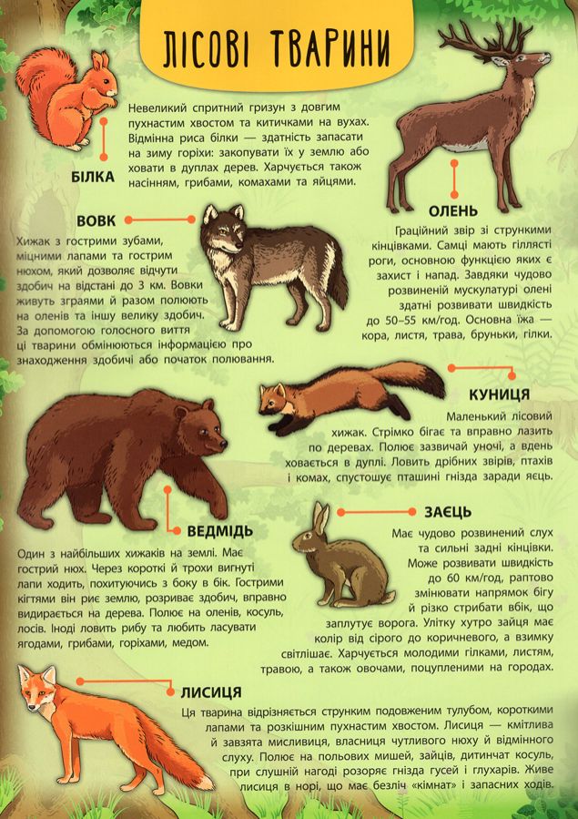 Книга Лісові тварини та рослини - Катерина Смірнова. Фото 4