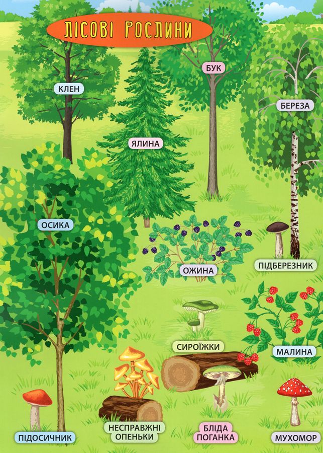 Книга Лісові тварини та рослини - Катерина Смірнова. Фото 5