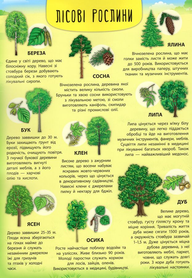 Книга Лісові тварини та рослини - Катерина Смірнова. Фото 6