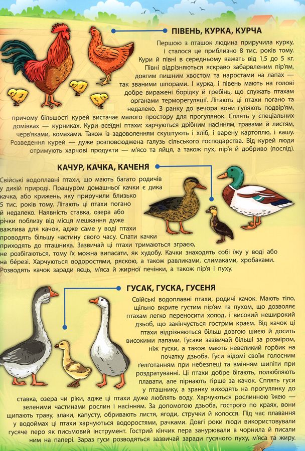 Книга Свійські тварини - Катерина Смірнова. Фото 6