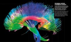 Енциклопедія знань. Тіло людини - Пітер Крісп, Філіп Базеліс, Стів Хоффман. Фото 7