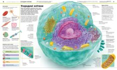 Енциклопедія знань. Тіло людини - Пітер Крісп, Філіп Базеліс, Стів Хоффман. Фото 5