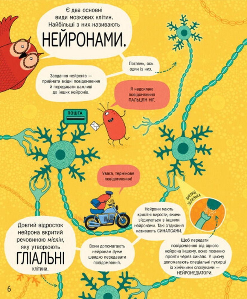 Книжка про мозок і те, як він працює - Бетіна Іп. Фото 6