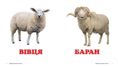 Книга Навколишній світ для найменших. Свійські тварини. Фото 2