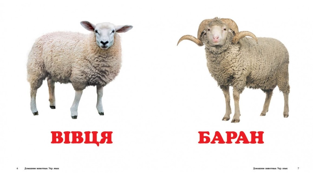 Книга Навколишній світ для найменших. Свійські тварини. Фото 2
