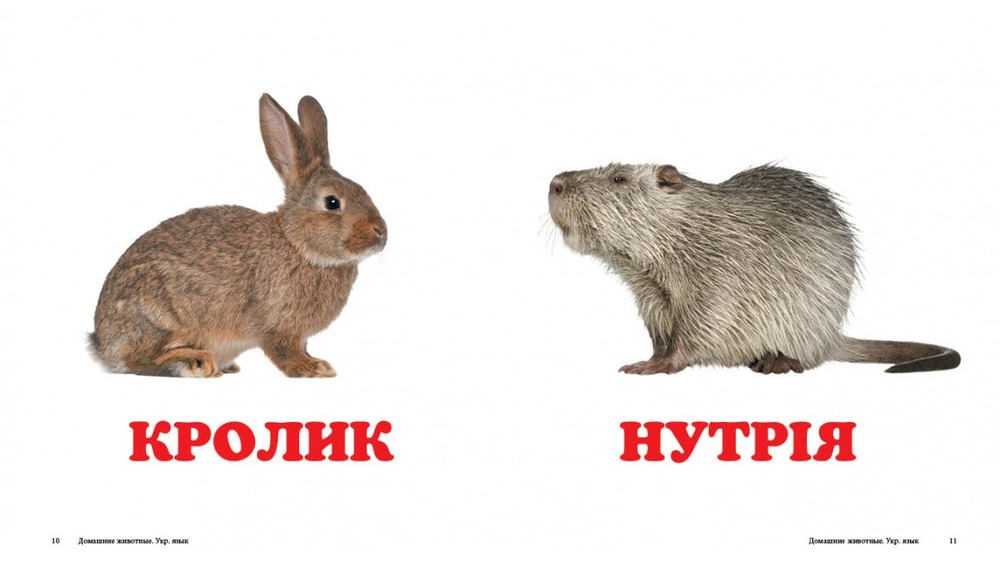 Книга Навколишній світ для найменших. Свійські тварини. Фото 3