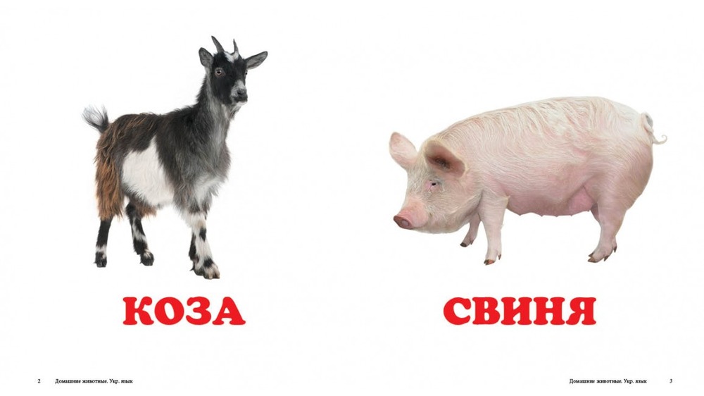 Книга Навколишній світ для найменших. Свійські тварини. Фото 4