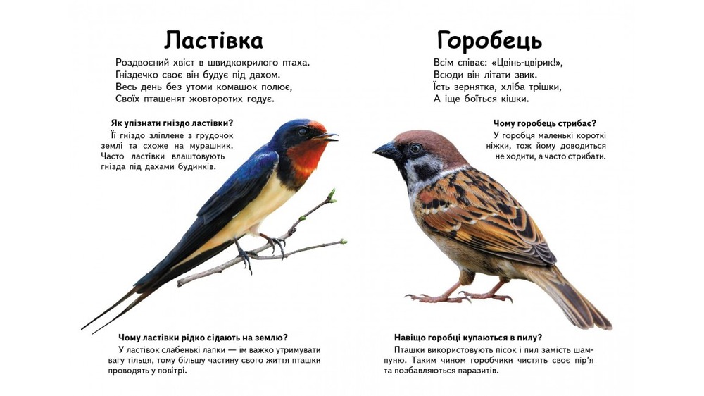 Книга Хто це? Птахи. Фото 2