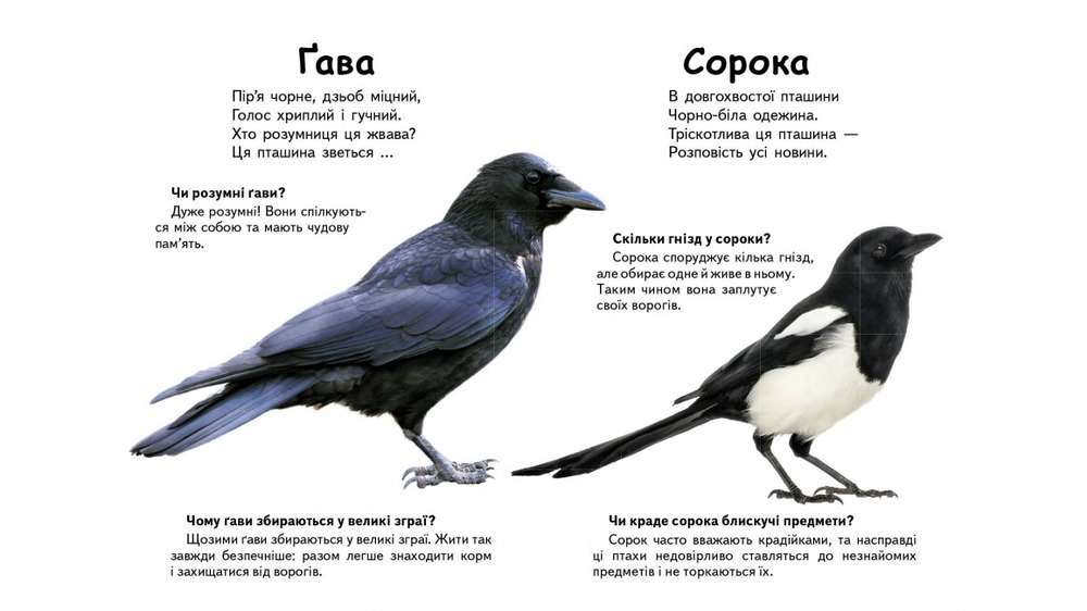 Книга Хто це? Птахи. Фото 3