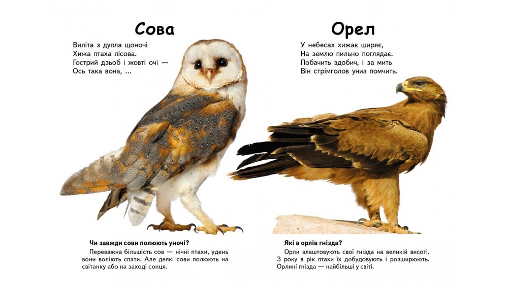 Книга Хто це? Птахи. Фото 4