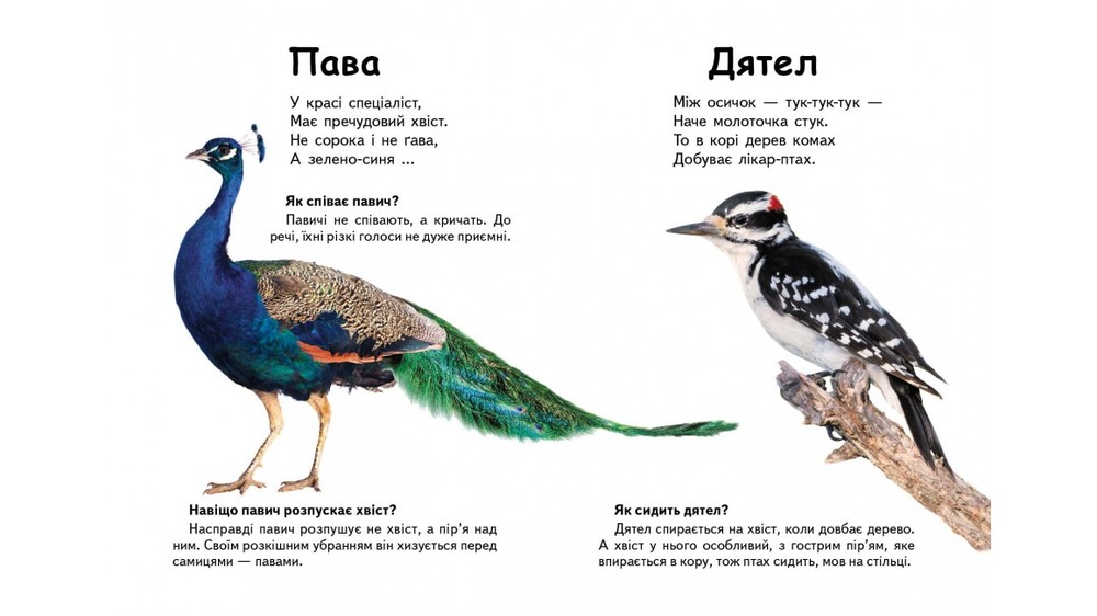 Книга Хто це? Птахи. Фото 6