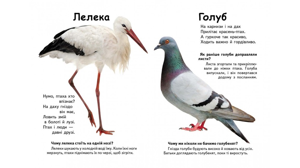Книга Хто це? Птахи. Фото 5