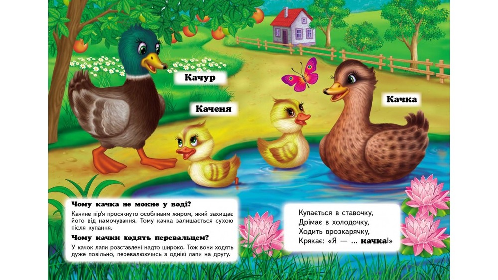 Книга Хто це? Свійські. Фото 5