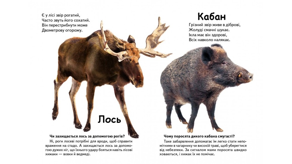 Книга Хто це? Лісові тварини (фото). Фото 6