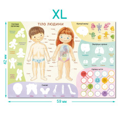 Навчальний постер з наклейками DoDo - Тіло людини XL 300901. Фото 5