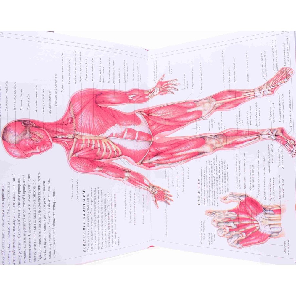 Книга Людина. Навчальний посібник з анатомії та фізіології. Фото 5