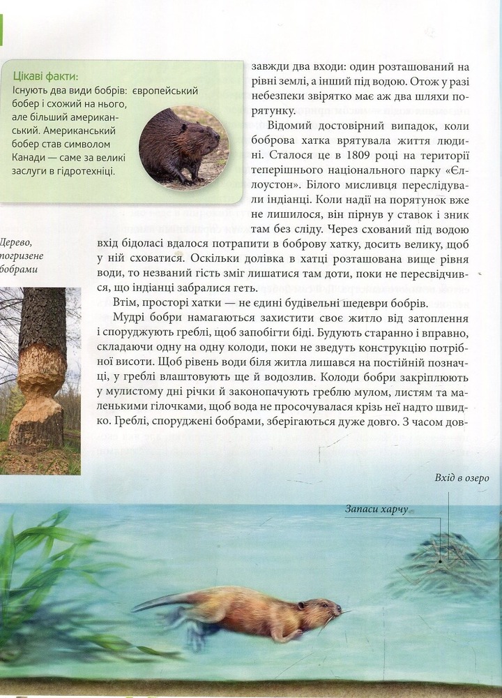 Книга Тварини - винахідники і будівельники. Енциклопедія для допитливих. Фото 10
