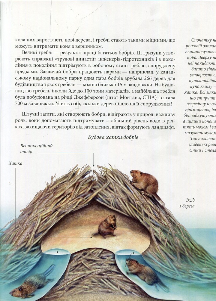 Книга Тварини - винахідники і будівельники. Енциклопедія для допитливих. Фото 11
