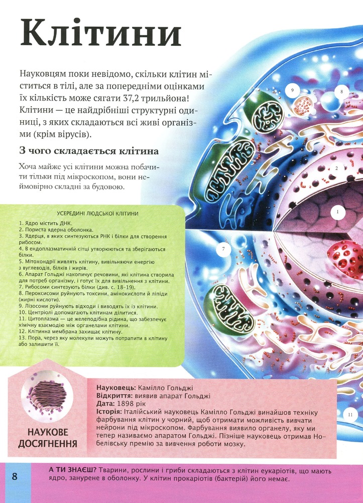 Книга Дитяча енциклопедія тіла людини. Фото 7