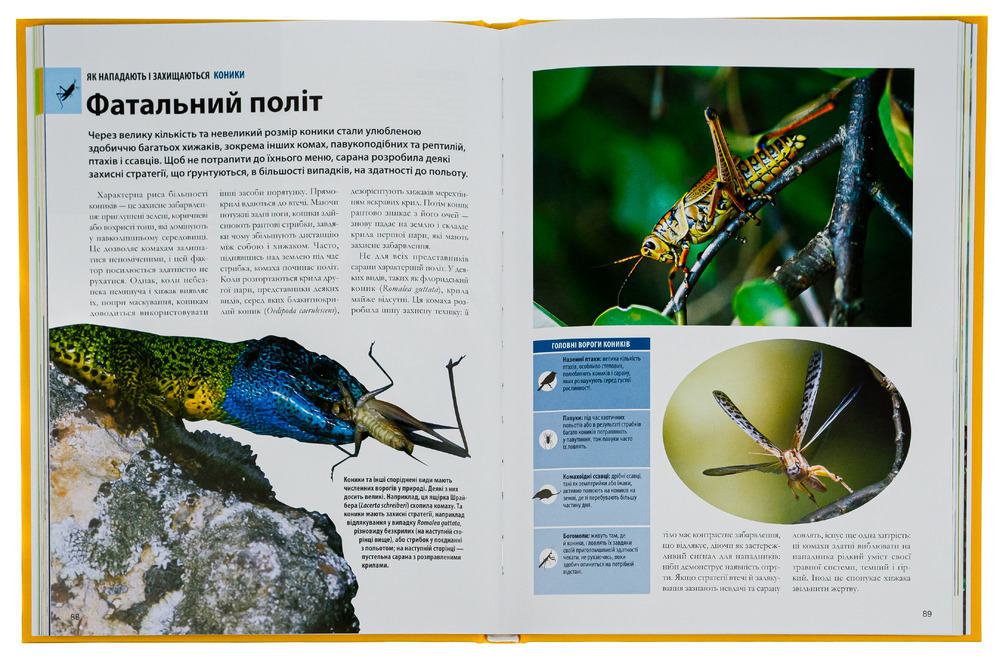 Книга Велика книга комах. Фото 5