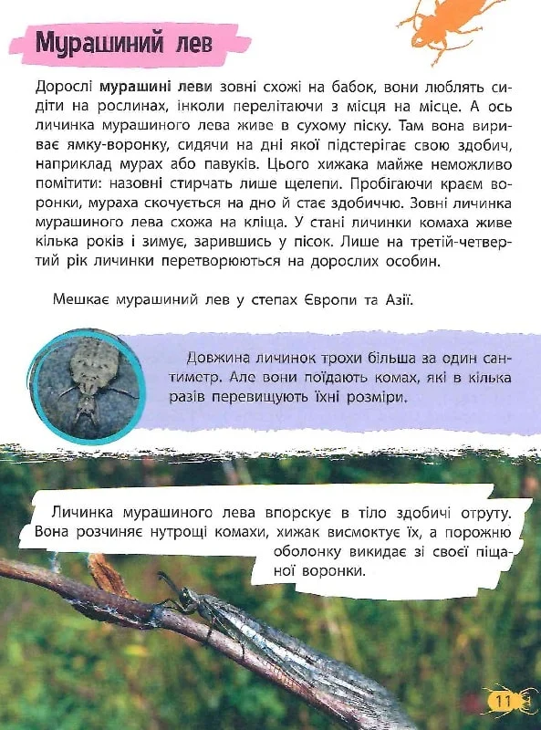 Мініенциклопедія. Комахи та павуки. Фото 4