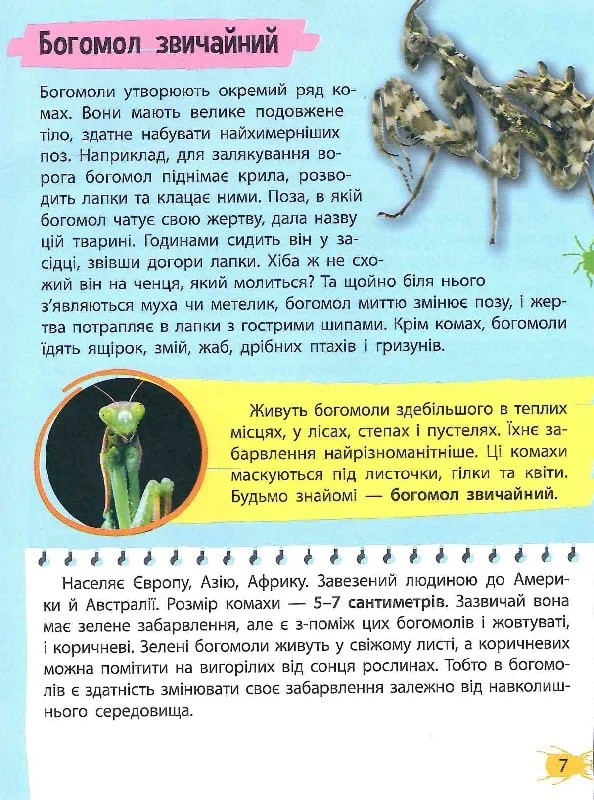 Мініенциклопедія. Комахи та павуки. Фото 7