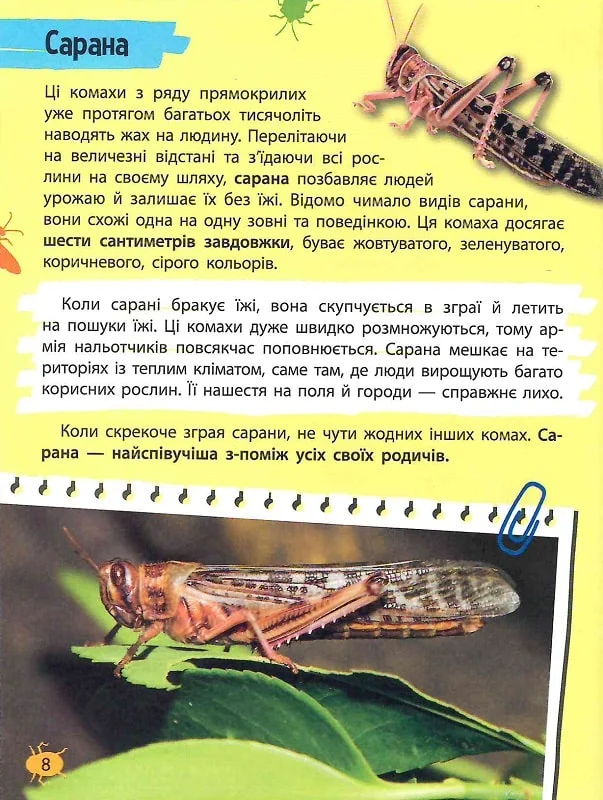 Мініенциклопедія. Комахи та павуки. Фото 6