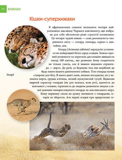 Книга Хижаки. Енциклопедія для допитливих . Фото 9