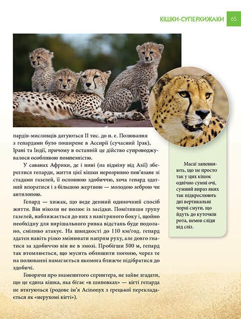 Книга Хижаки. Енциклопедія для допитливих . Фото 10