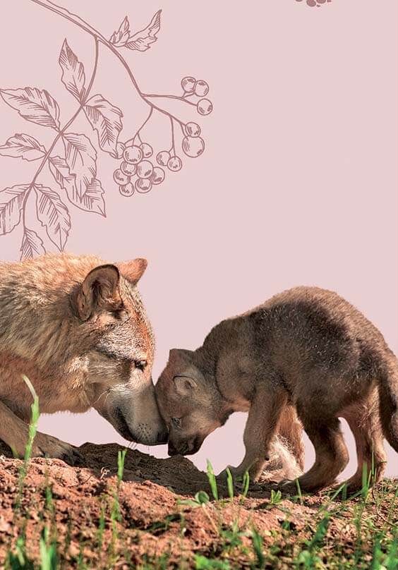 Книга Вусохвості й лапокрилі. Читанка про тварин. Фото 16