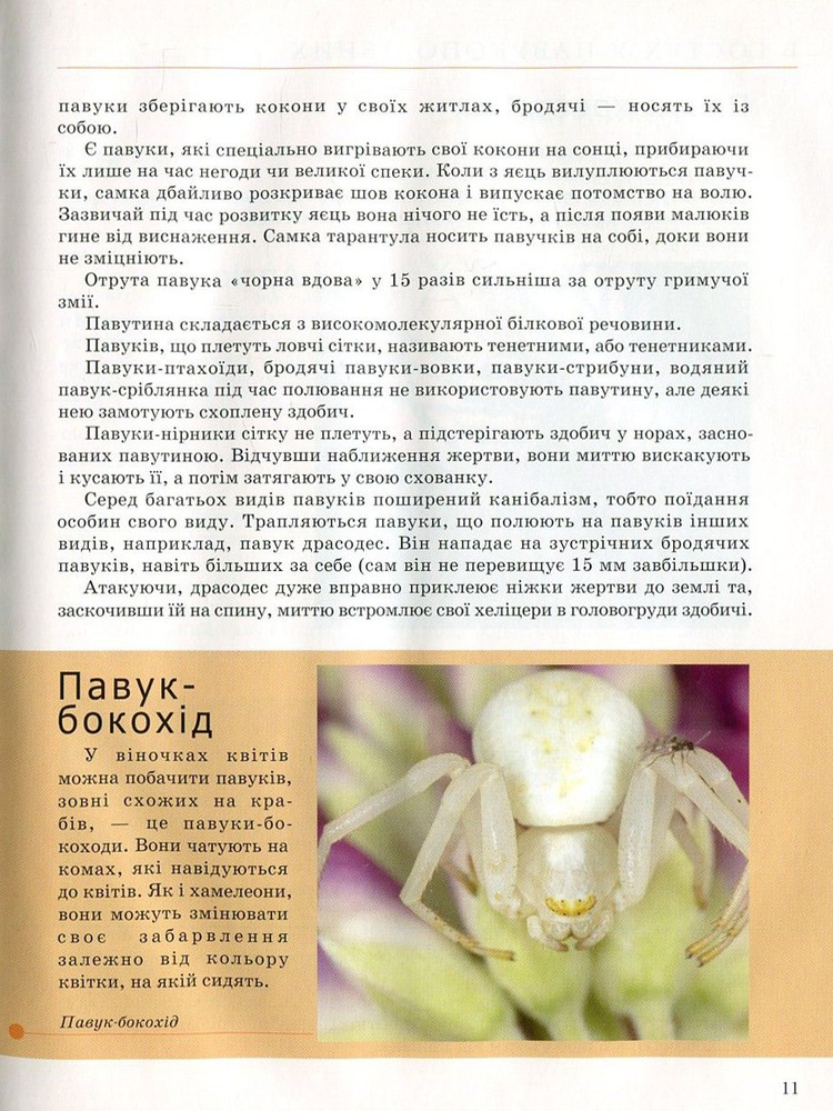 Книга Комахи та інші. Енциклопедія для допитливих. Фото 14